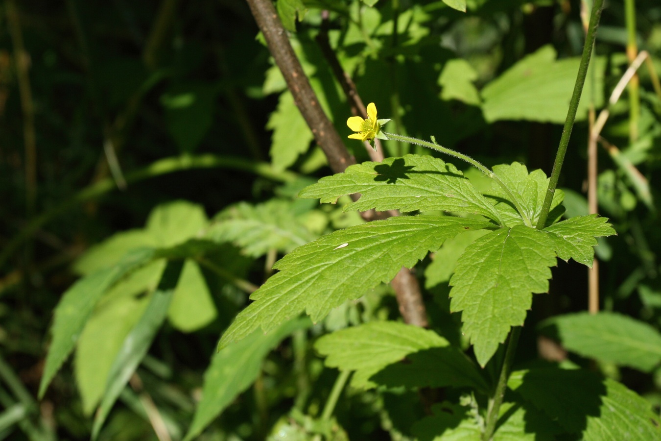 Изображение особи Geum urbanum.