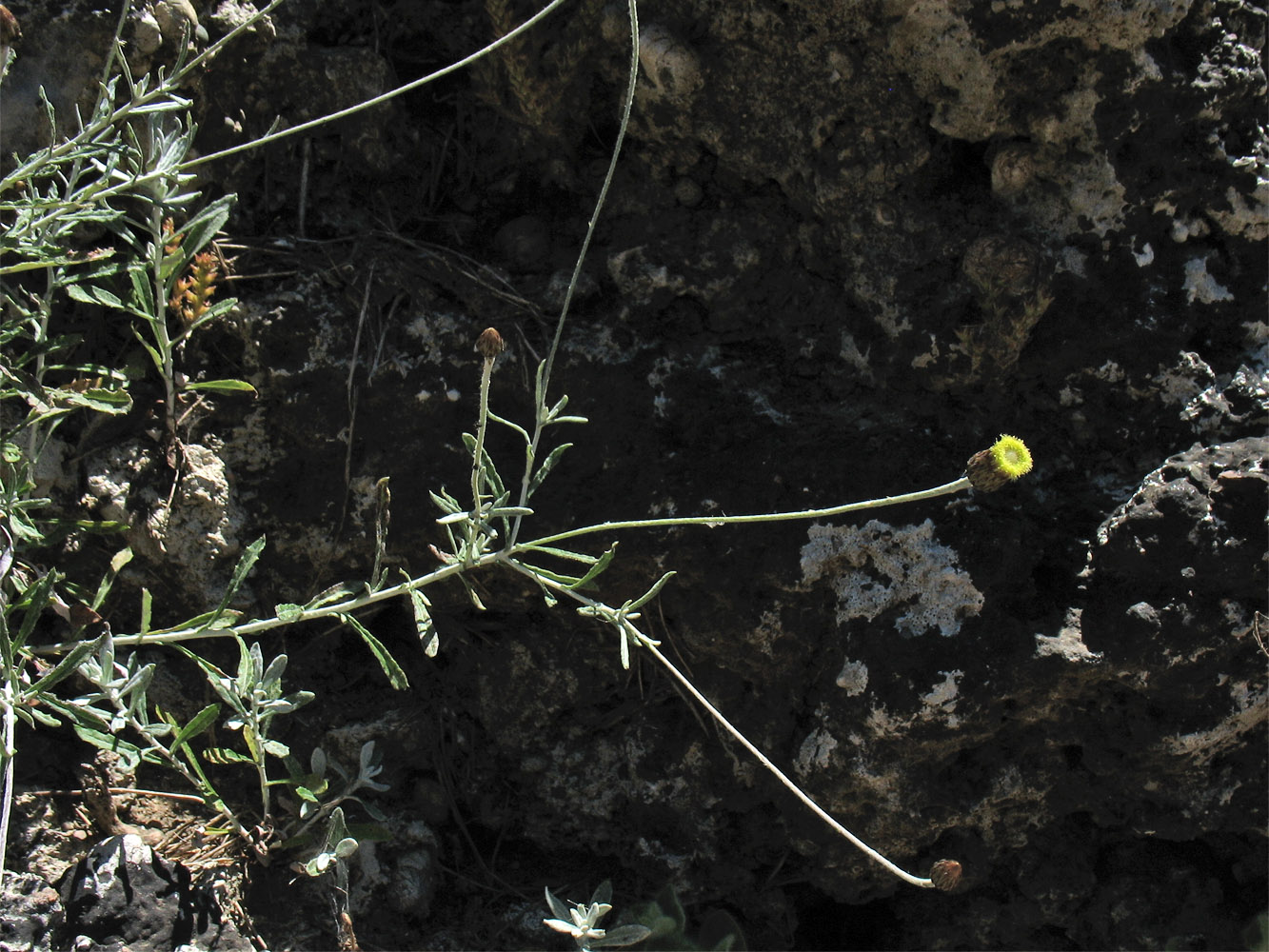 Image of Phagnalon rupestre ssp. graecum specimen.