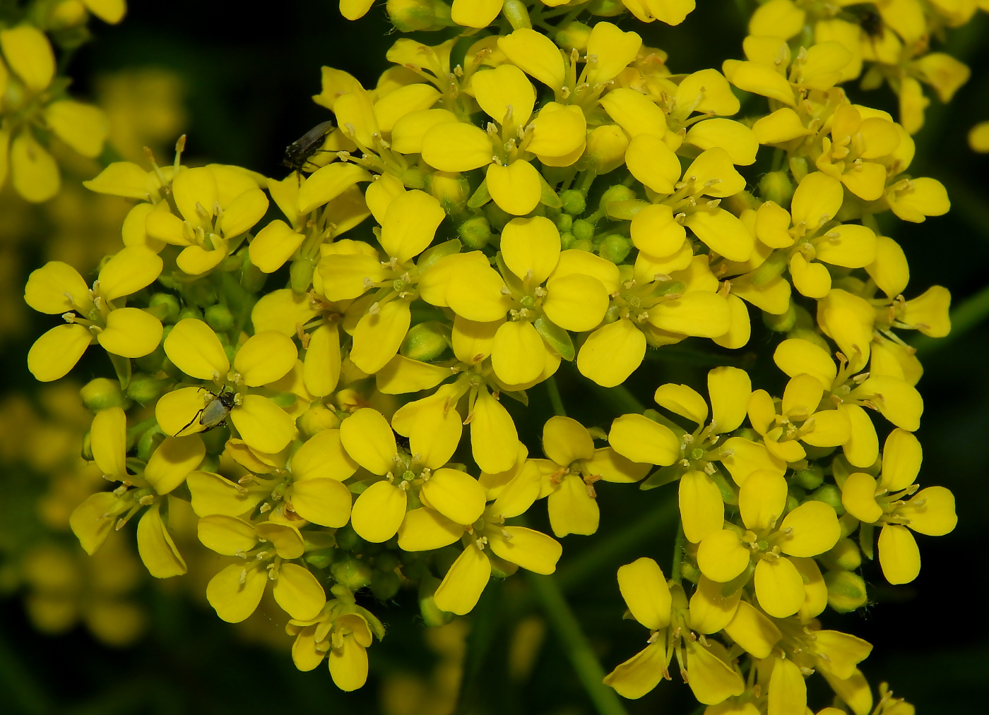 Image of Bunias orientalis specimen.