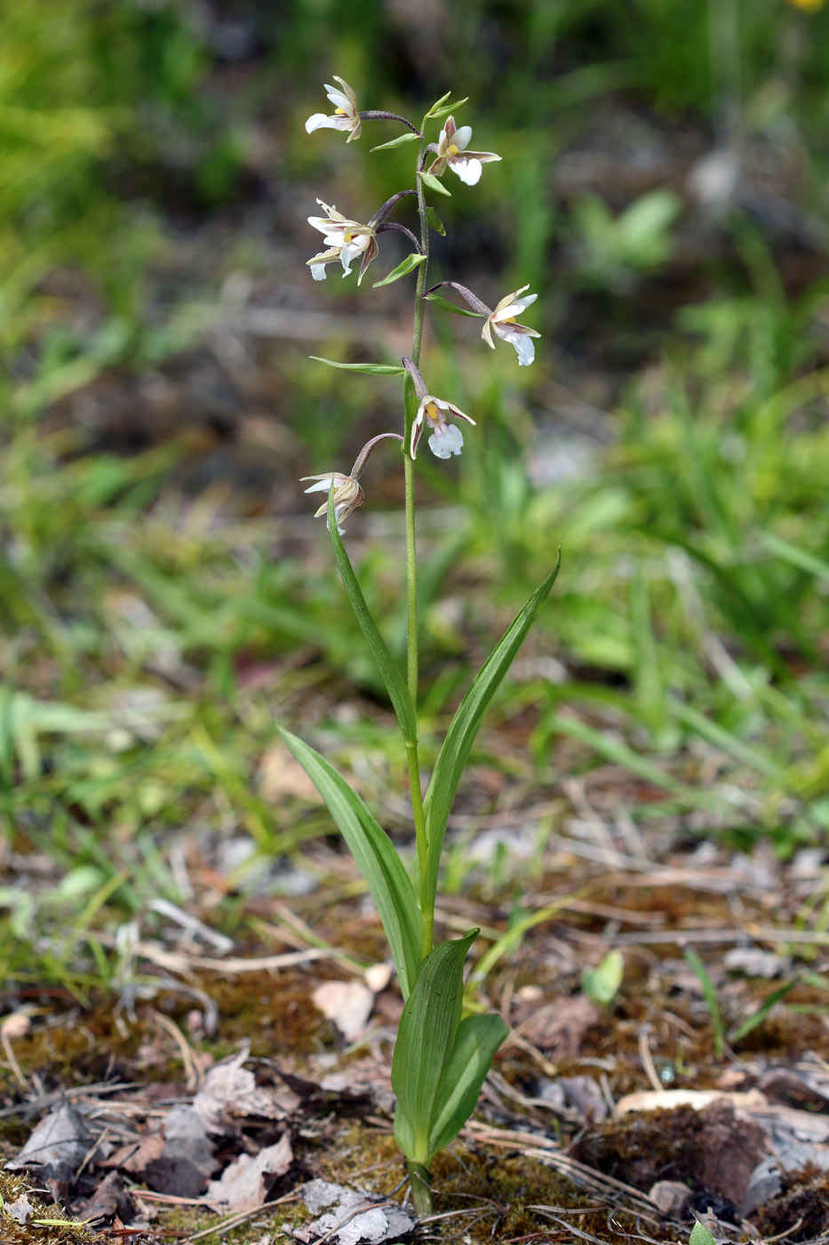 Image of Epipactis palustris specimen.