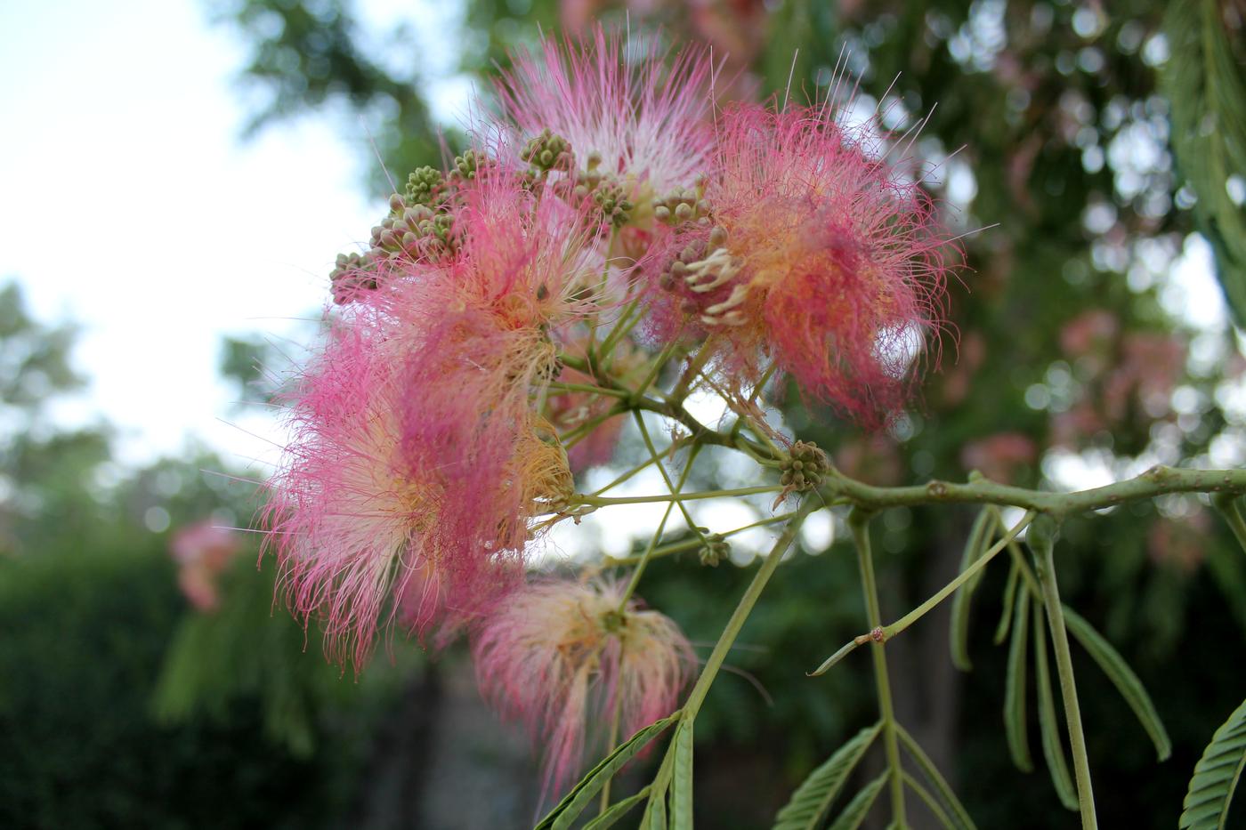 Image of Albizia julibrissin specimen.