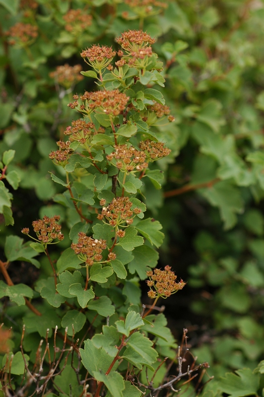 Image of Spiraea trilobata specimen.