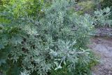 Pyrus elaeagrifolia. Плодоносящие растения. Крым, склон горы Ю. Демерджи. 16.07.2021.