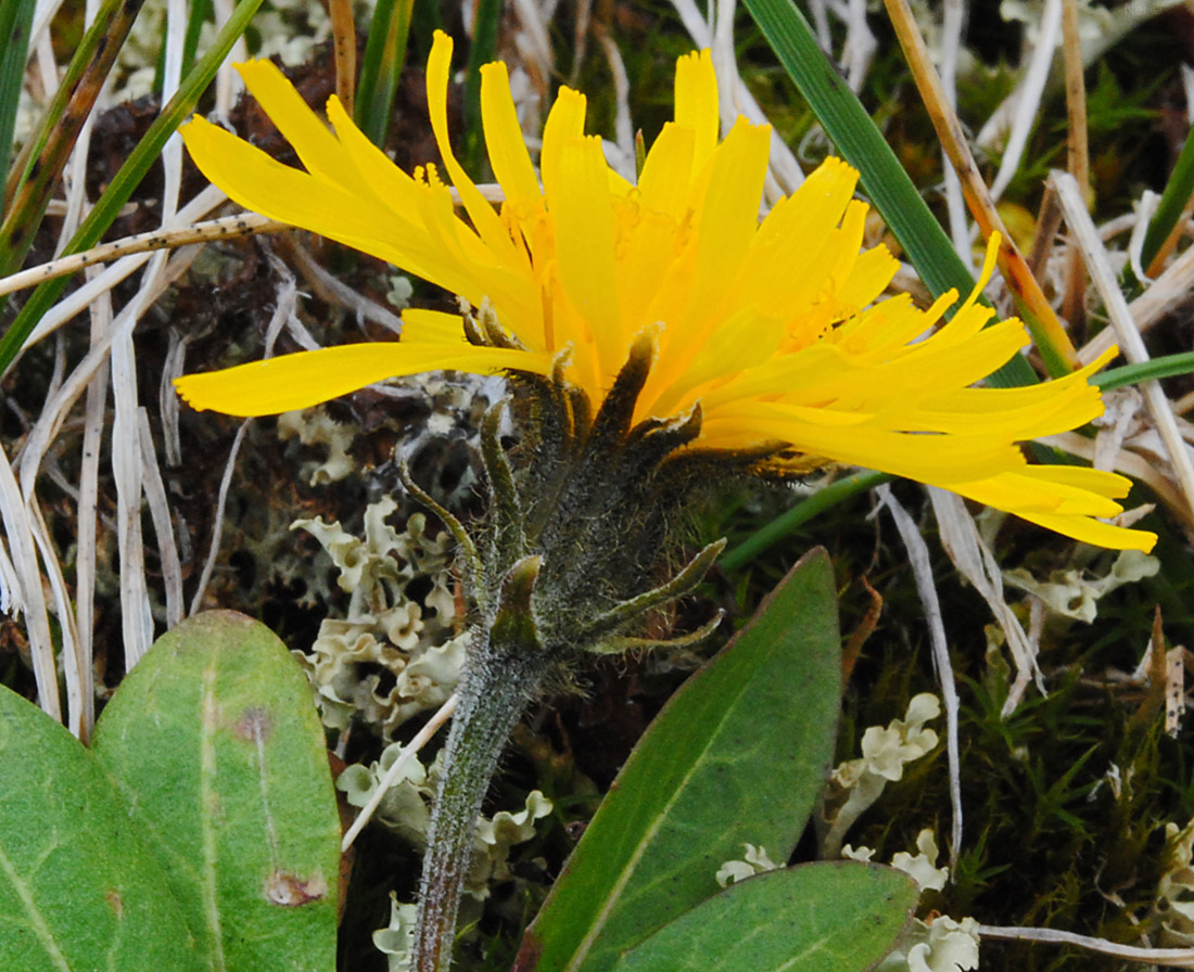 Image of Crepis chrysantha specimen.