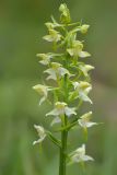 Platanthera chlorantha. Соцветие. Республика Северная Осетия-Алания, Алагирский р-н, Большой Кавказ, Скалистый хребет, южный склон в р-не Ходского перевала, ≈ 2300 м н.у.м., субальпийский луг. 01.07.2021.