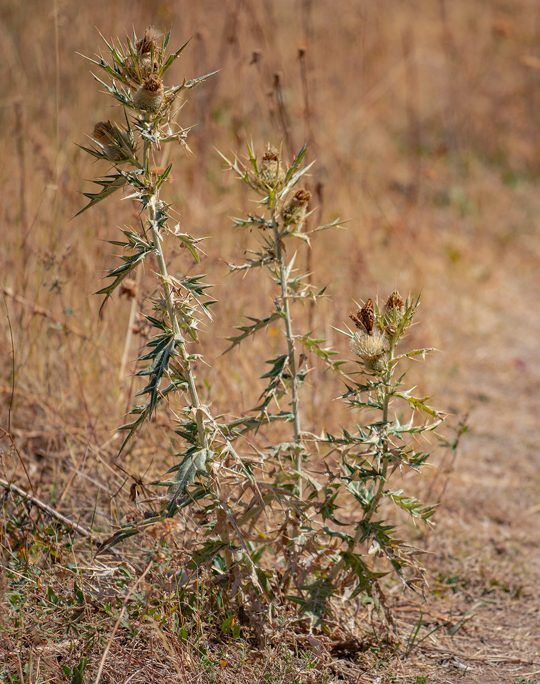 Image of Cirsium turkestanicum specimen.