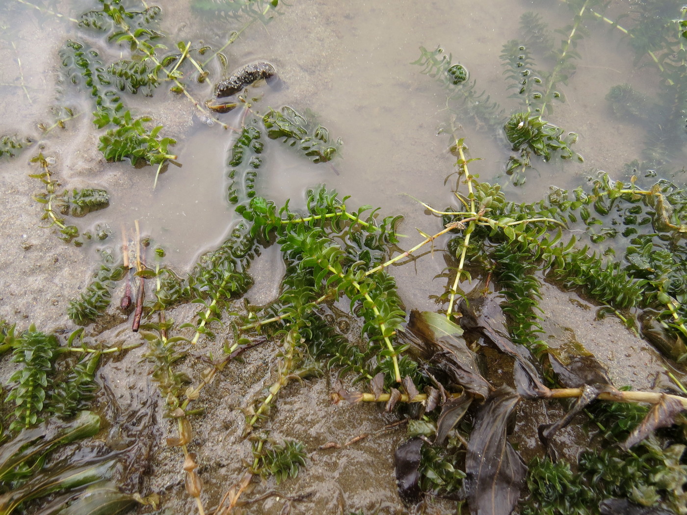 Изображение особи Elodea canadensis.