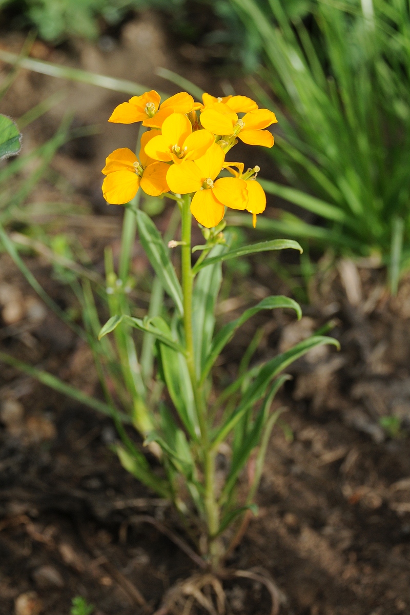 Изображение особи Erysimum &times; marshallii.