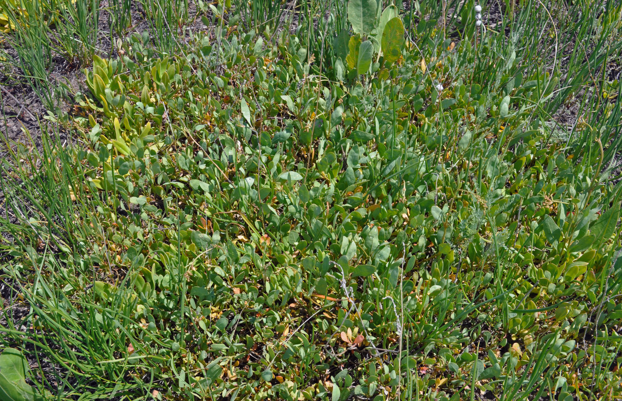 Image of Halimione verrucifera specimen.