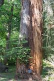 Sequoia sempervirens. Основание ствола старого дерева с молодыми ветвями. Абхазия, г. Сухум, Сухумский ботанический сад. 14.05.2021.