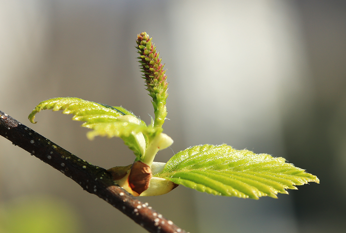 Image of Betula dauurica specimen.