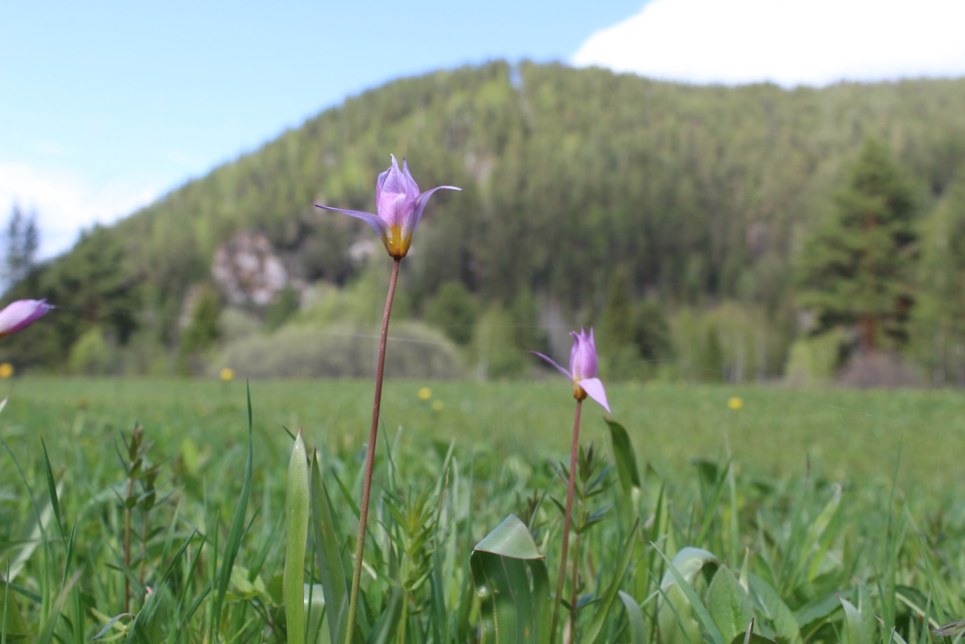 Изображение особи Tulipa riparia.