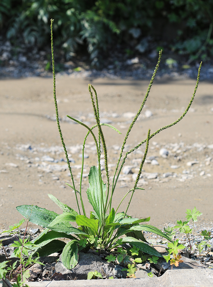 Изображение особи Plantago depressa.