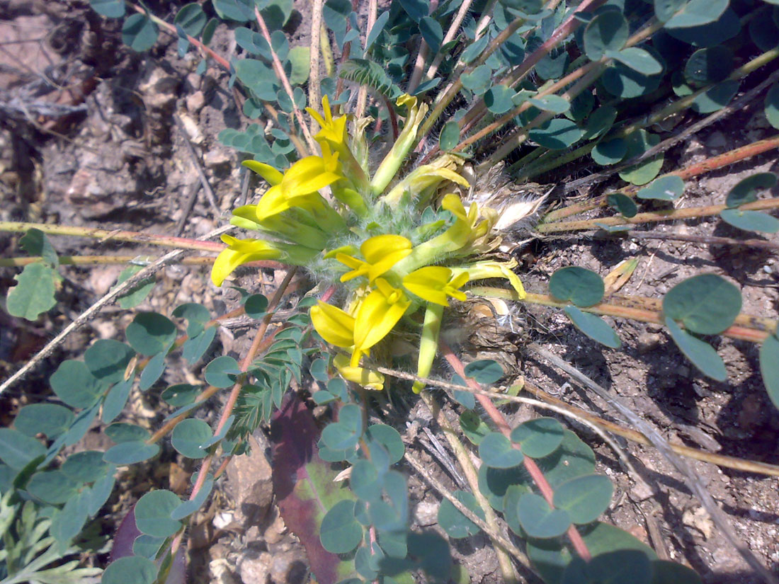 Image of Astragalus andaulgensis specimen.