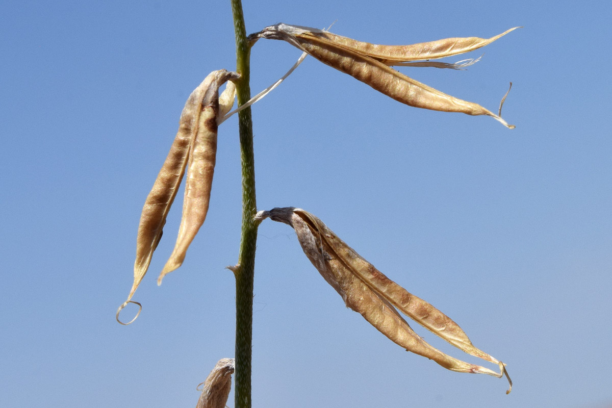 Изображение особи Astragalus brachyrachis.