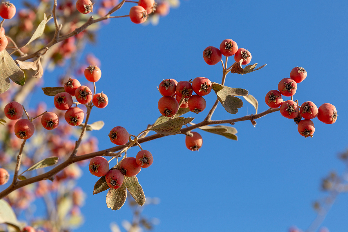 Изображение особи Crataegus aronia.