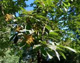 Ehretia acuminata. Ветви с соплодиями. Абхазия, г. Сухум, Сухумский ботанический сад. 25.09.2022.