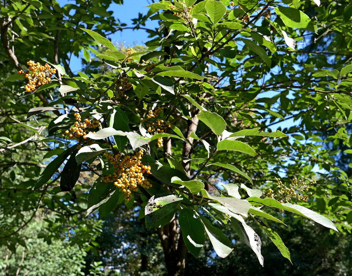 Изображение особи Ehretia acuminata.