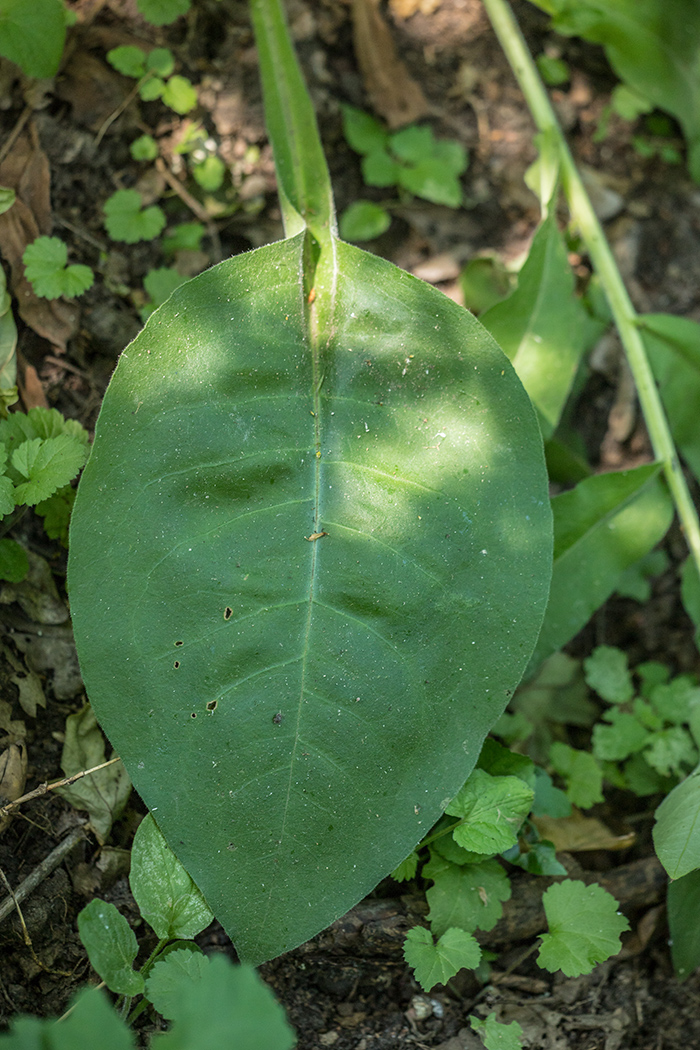 Изображение особи Pulmonaria mollis.