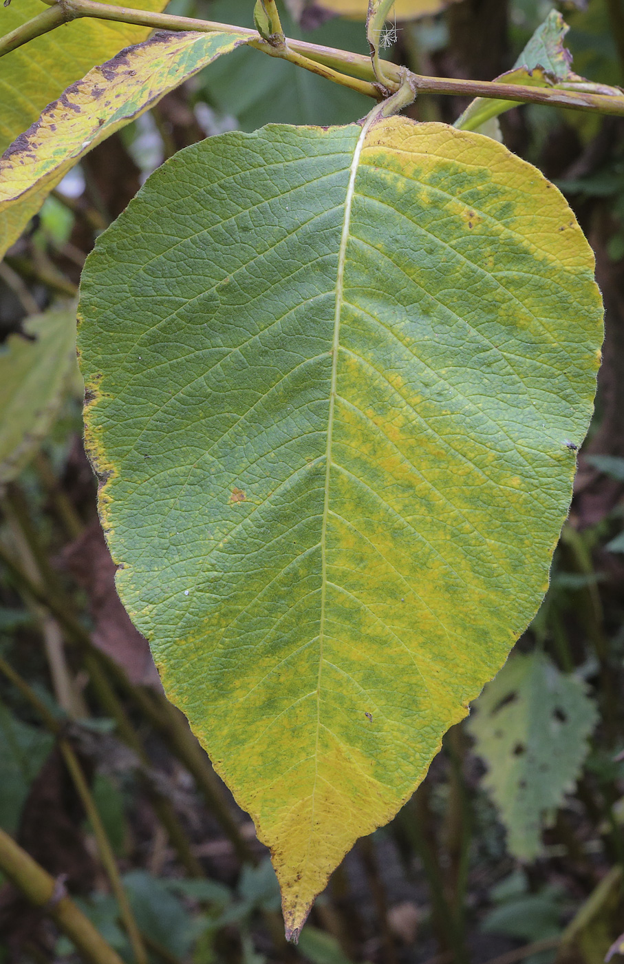 Изображение особи Reynoutria sachalinensis.