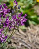 Oxytropis strobilacea. Соцветие. Алтай, Северо-Чуйский хр., верховья р. Актру, ≈ 2200 м н.у.м., каменистый берег реки. 03.07.2021.