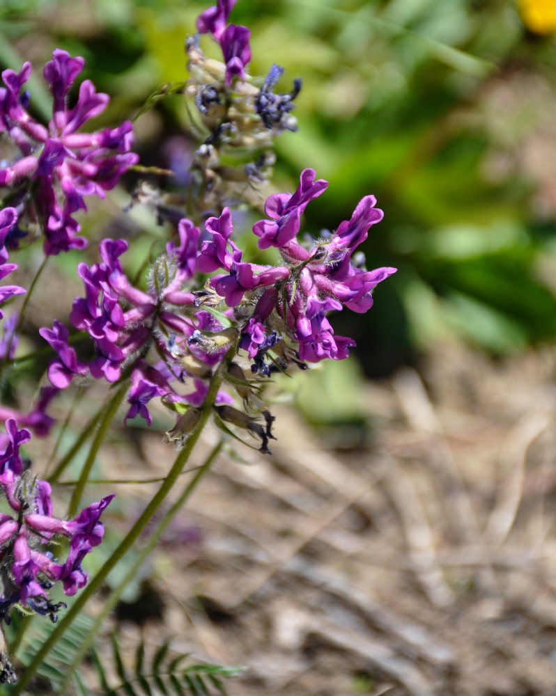 Изображение особи Oxytropis strobilacea.