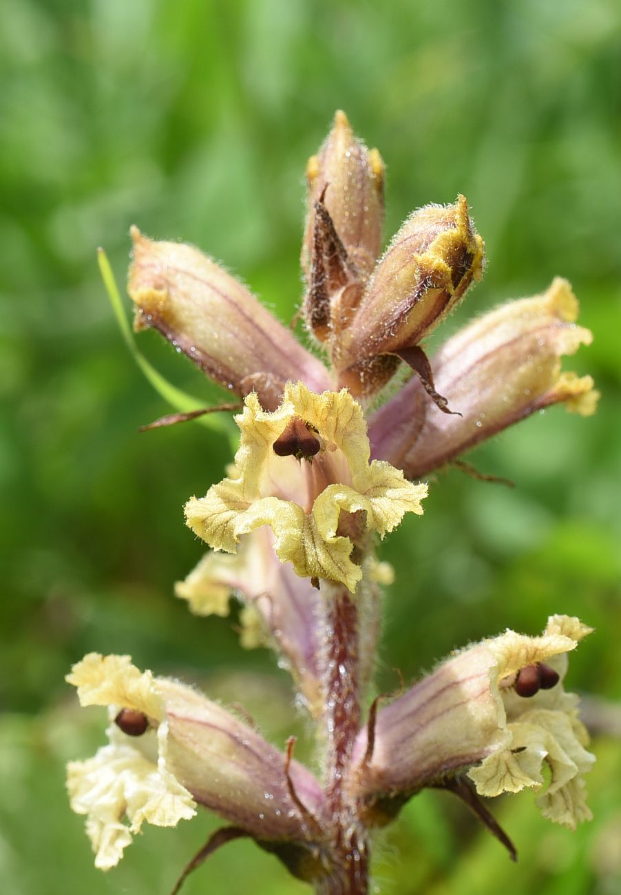 Image of Orobanche owerinii specimen.