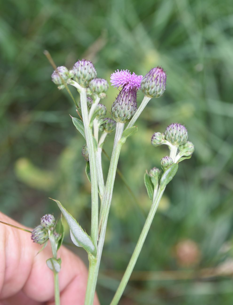 Изображение особи Cirsium incanum.