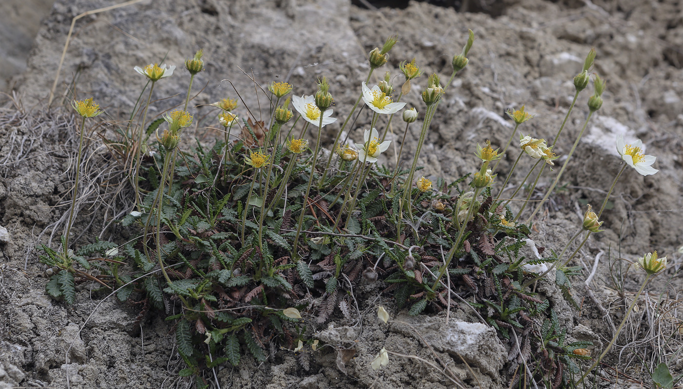 Image of Dryas punctata specimen.