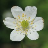 Anemone nemorosa