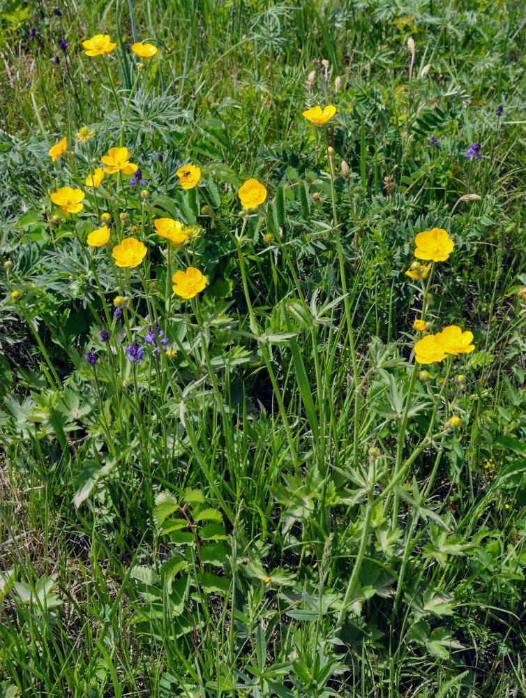 Image of Ranunculus grandifolius specimen.