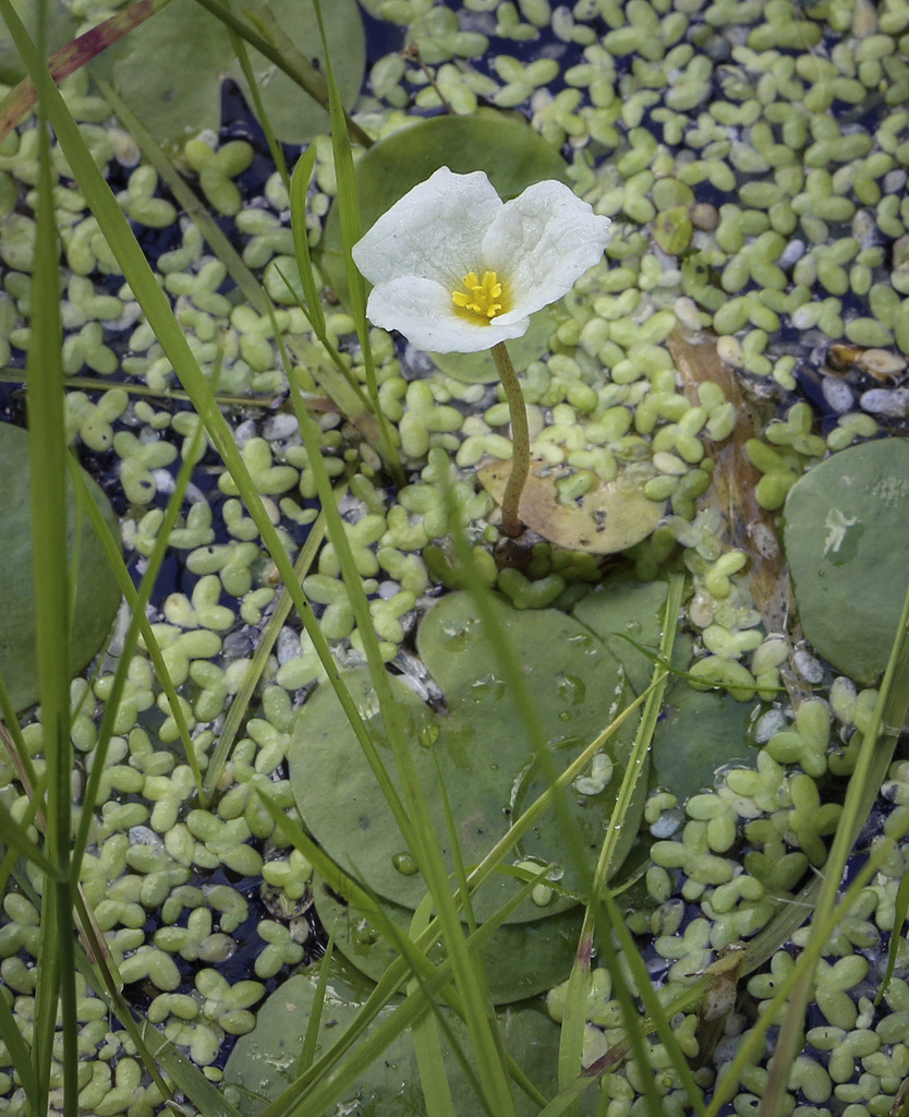 Изображение особи Hydrocharis morsus-ranae.