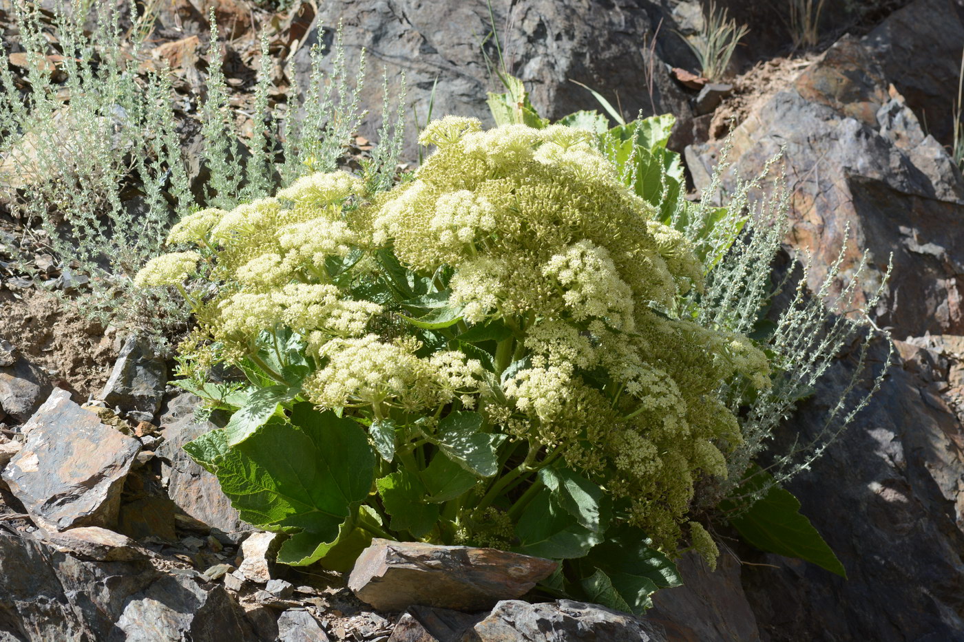 Image of Tetrataenium olgae specimen.