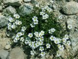 Смотреть изображение Dichodon cerastoides