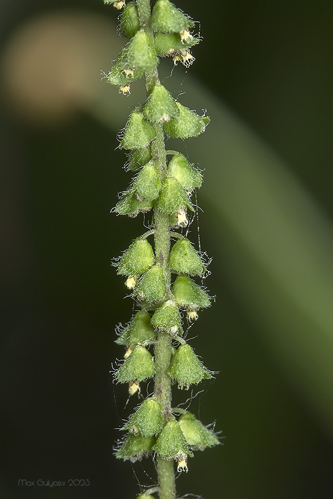 Image of Ambrosia artemisiifolia specimen.