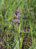 Polygala comosa. Верхняя часть зацветающего растения. Ульяновская обл., Мелекесский р-н, верховье сезонной реки Сухой Авраль, луг на склоне оврага. 07.05.2023.