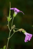 Geranium gracile. Соцветие с цветущим и отцветающим цветками и незрелым плодом. Адыгея, Майкопский р-н, окр. Большой Азишской пещеры, 1550 м н.у.м., смешанный лес. 16.09.2023.