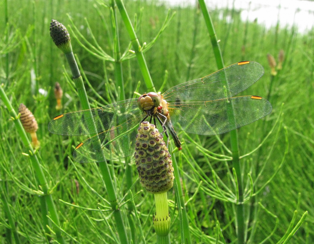 Image of Equisetum fluviatile specimen.