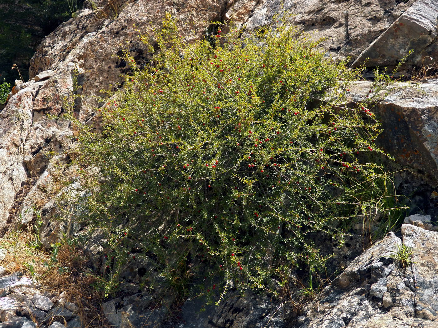 Image of Cerasus verrucosa specimen.