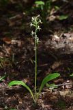 Platanthera × hybrida