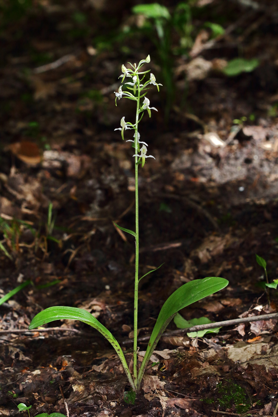 Изображение особи Platanthera &times; hybrida.