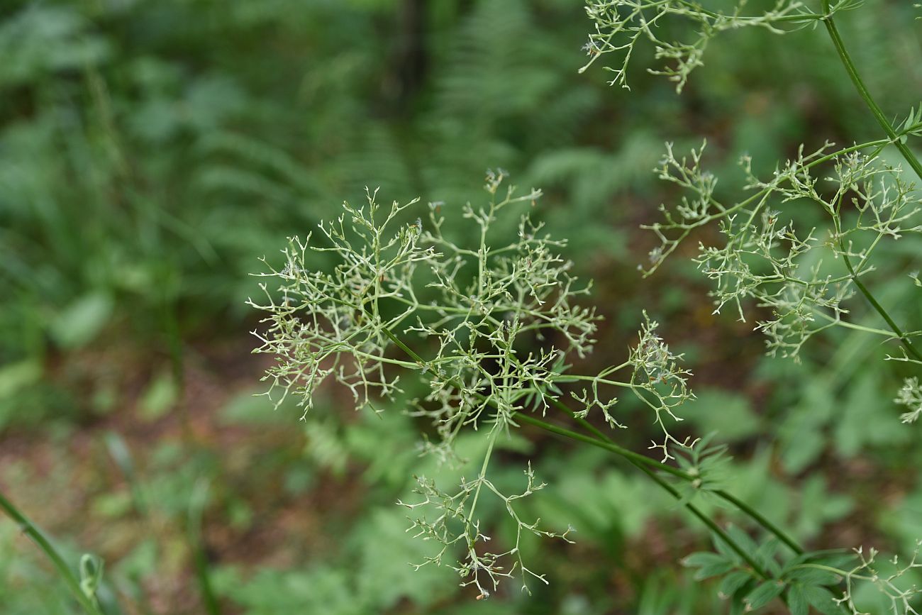 Изображение особи род Valeriana.