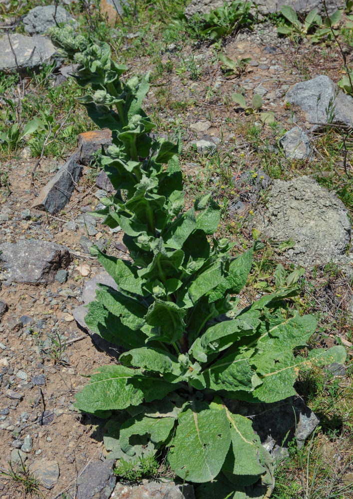 Изображение особи Verbascum pyramidatum.