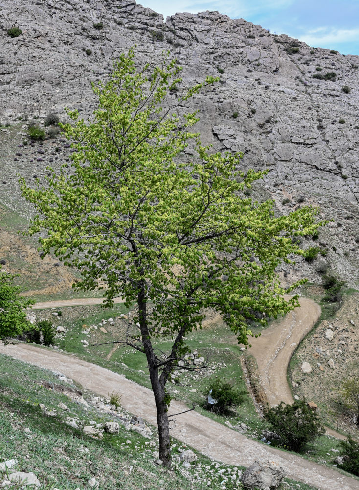 Image of Ulmus minor specimen.