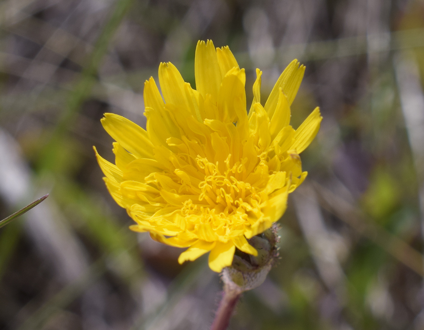 Изображение особи Sonchus bulbosus.