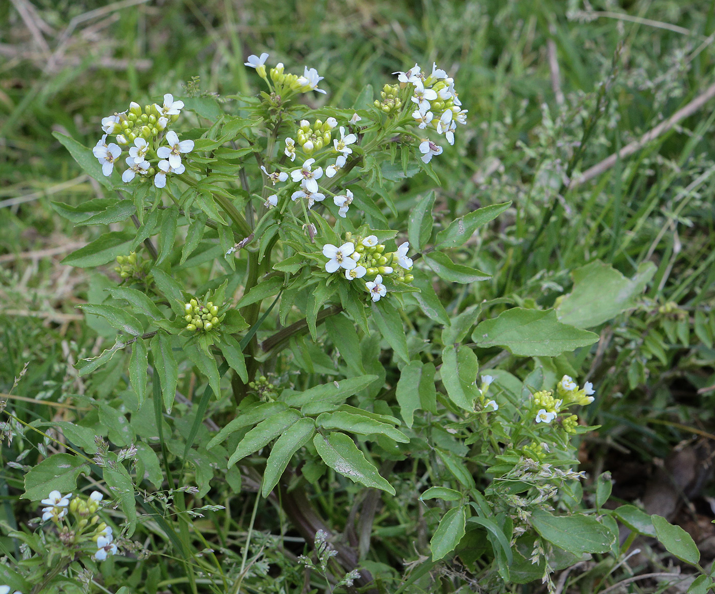 Image of Nasturtium officinale specimen.