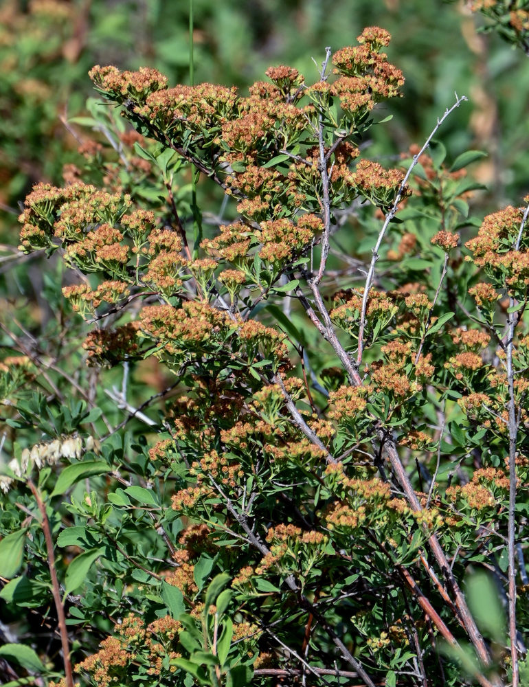 Image of Spiraea hypericifolia specimen.