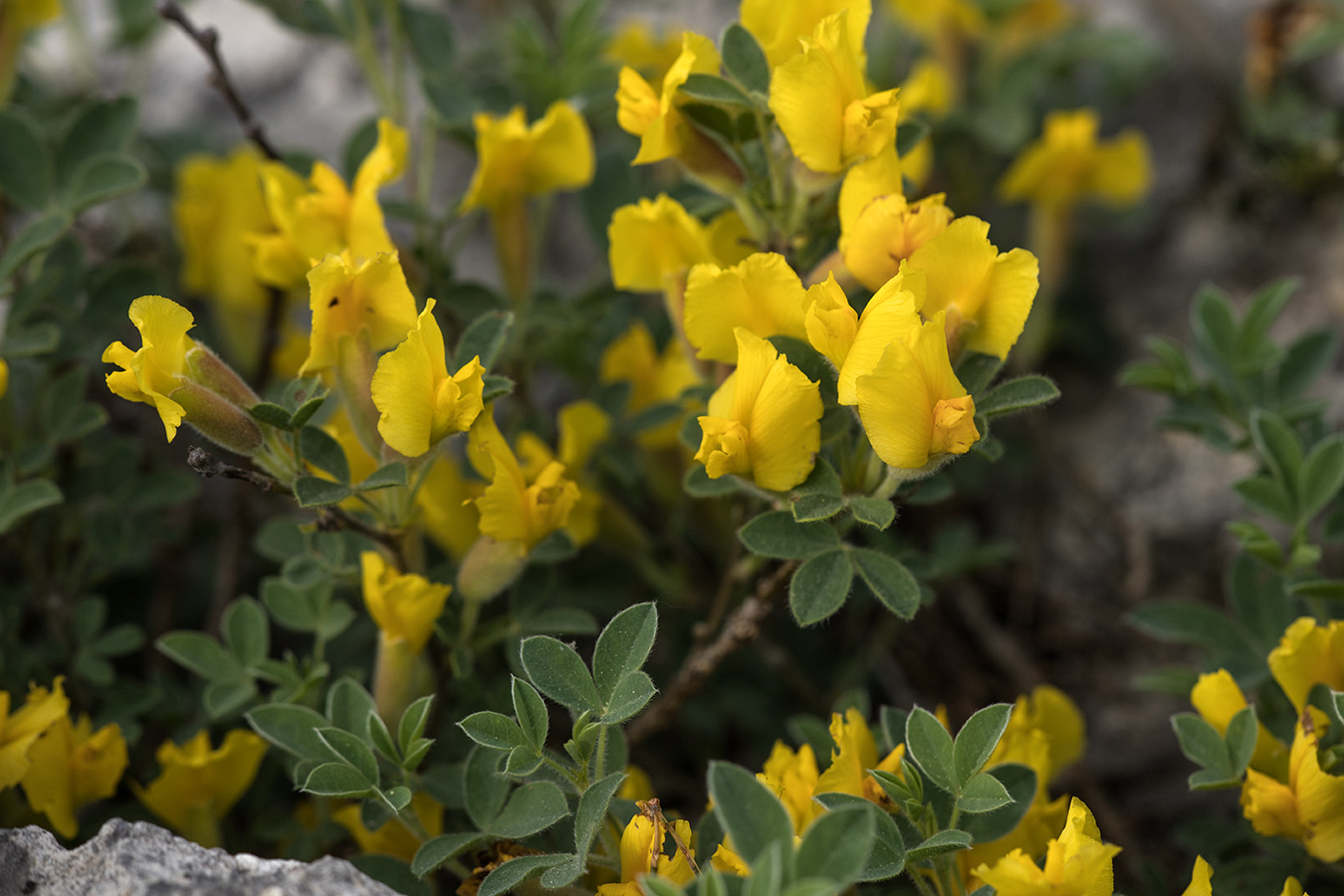 Изображение особи Chamaecytisus colchicus.