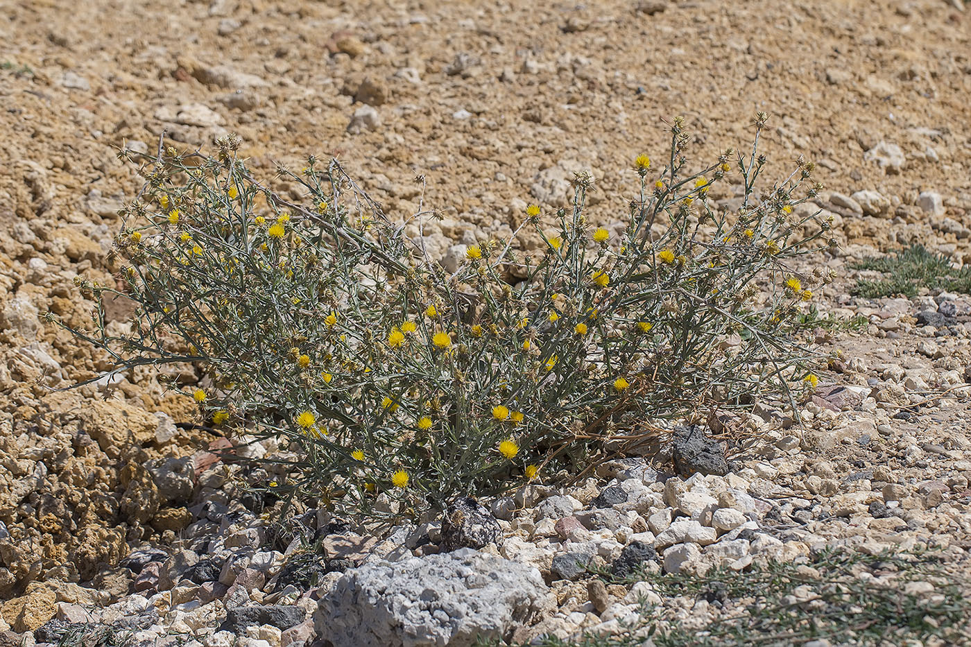 Image of Centaurea solstitialis specimen.