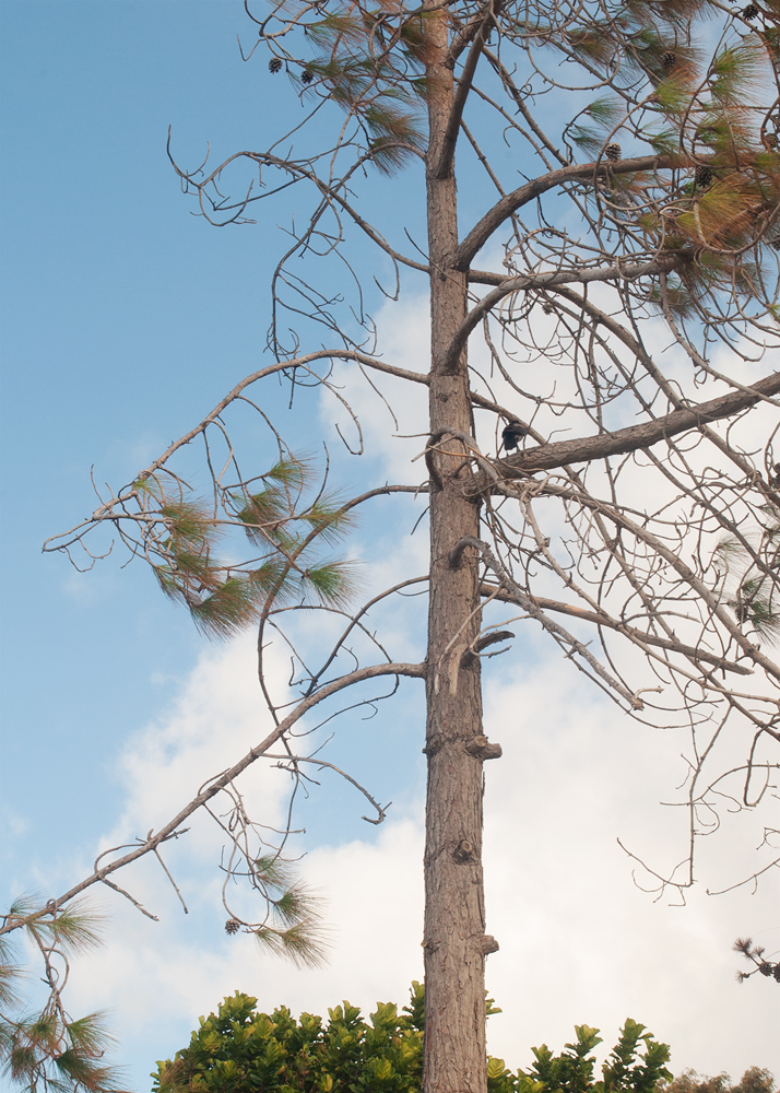 Image of genus Pinus specimen.